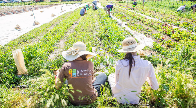 growing gardens cultiva