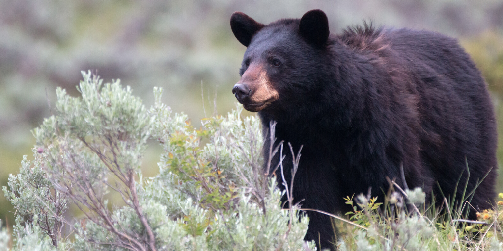 american black bear native to colorado