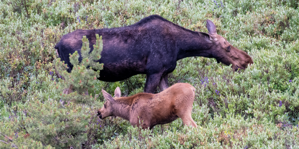 moose-native-to-colorado