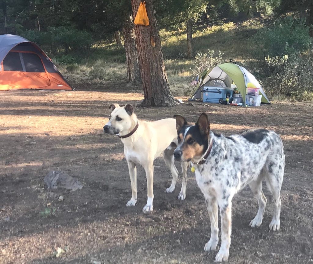bryant-malloys-two-dogs-on-camp - place-on-blue-mesa