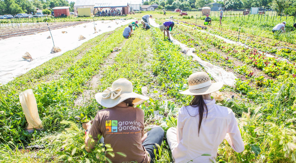 volunteers-withgrowing-gardens-work-in-a-field-tending-to-vegtables